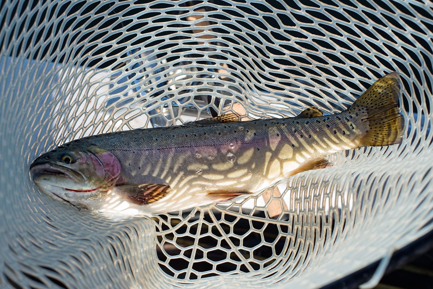 trout in net du kloof