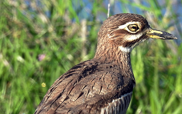bird watching 1 e1761917108457 - du kloof lodge