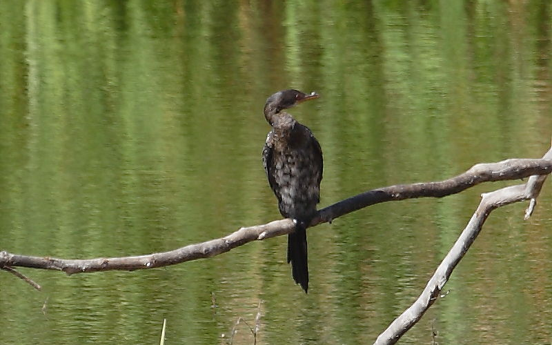 bird watching 2 e1761917165305 - du kloof lodge