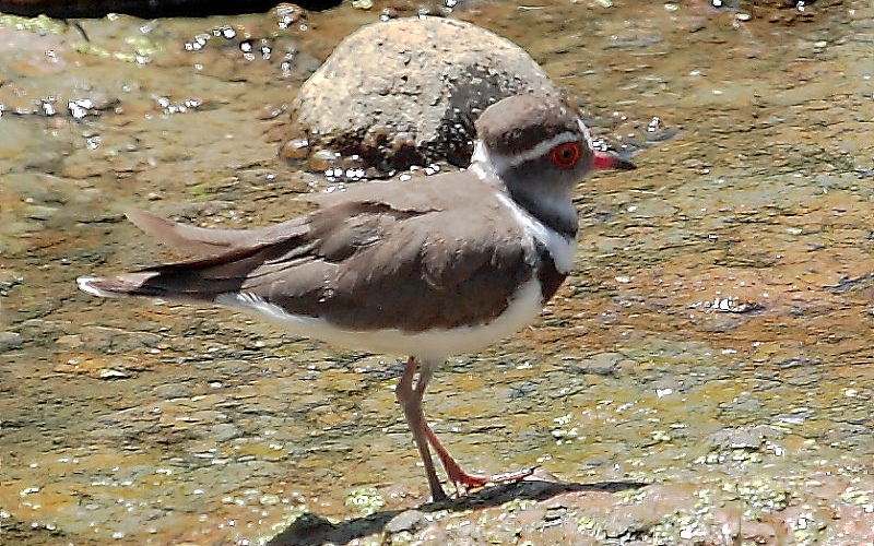 bird watching 3 e1761917191723 - du kloof lodge