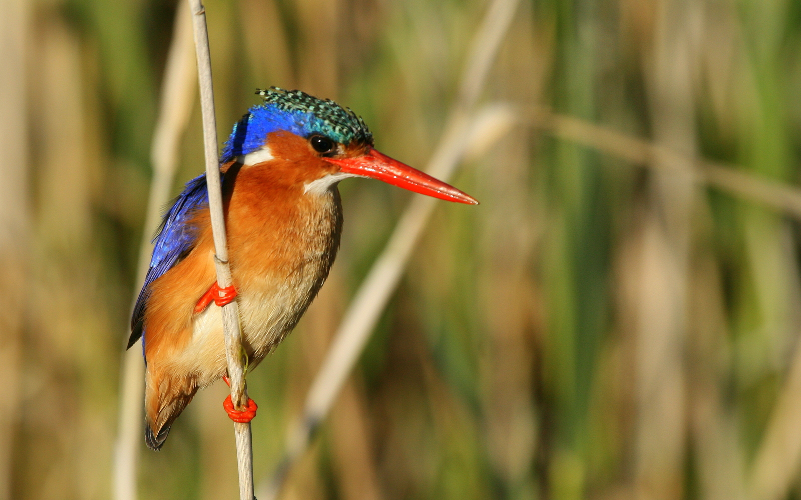 bird watching 4 e1761917131742 - du kloof lodge