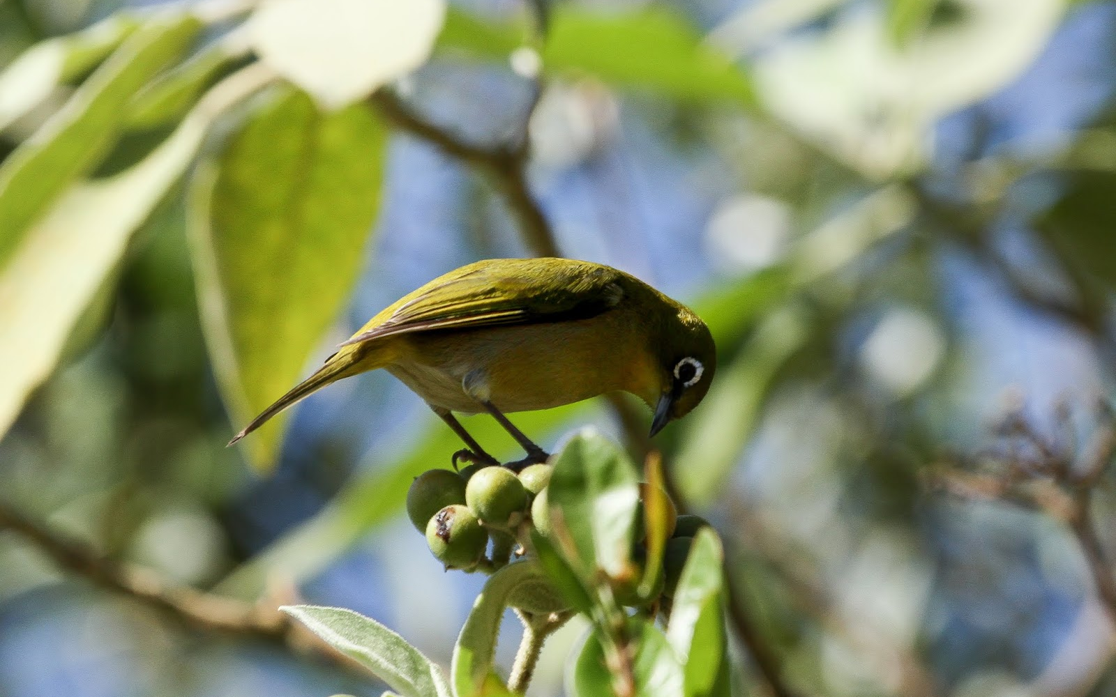 bird watching 5 e1761917217592 - du kloof lodge