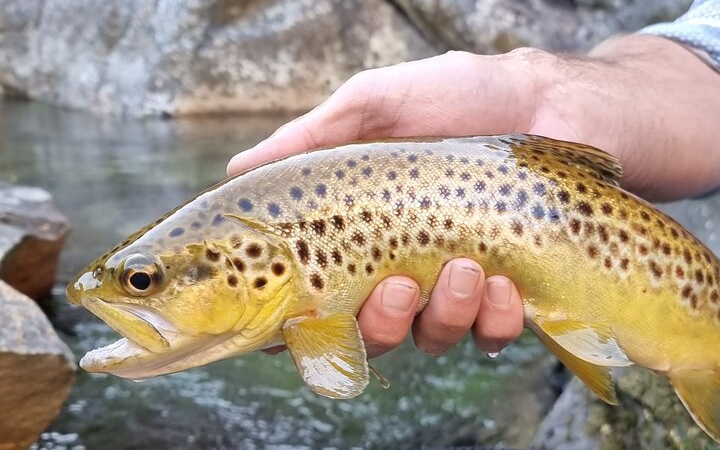 Trout Fishing 1 fbc6593a 2de5 46b3 8182 78ca737dc42c e1761916605125 - du kloof lodge